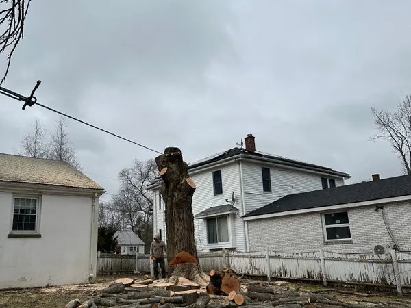 The same maple taken down to a head-height spar by midday, the trunk cut into rounds and ringed on the grass around it.