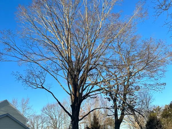 A tall bare hardwood filling a fenced back yard, with two of the crew at the base and a ladder already set against the trunk.