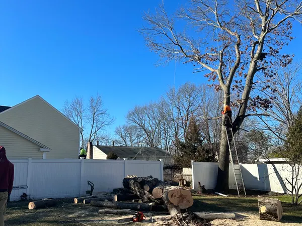 The same tree brought down to its main stem, a climber up the ladder taking the last of it and the cut rounds down on the grass below.