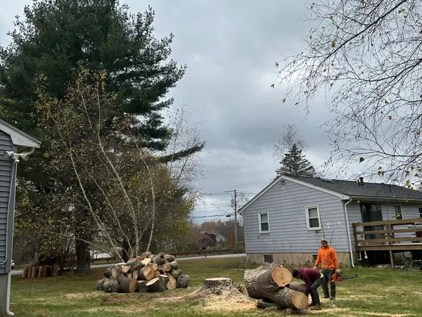 The same back yard once the pine was down, the trunk cut into rounds and stacked clear of the house, with a crew member in hi-vis working through the last of it.