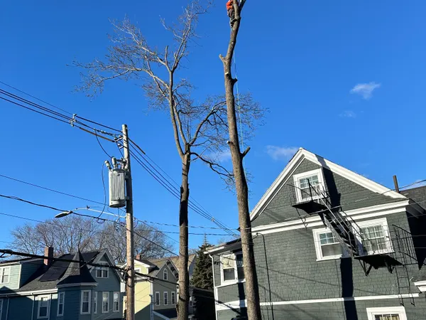 A climber roped in near the top of a limbed-out trunk, taking it down in sections in the gap between a green three-decker and the utility pole and transformer beside it.