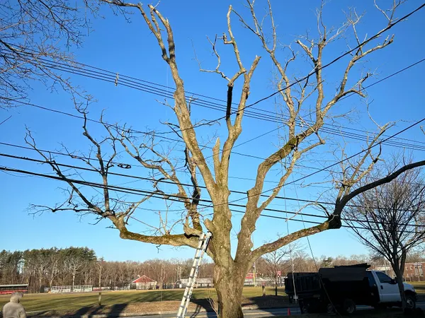 A mature hardwood grown up through five spans of utility line at the edge of a roadside field, an extension ladder set against the trunk and the crew's trucks staged to the right.