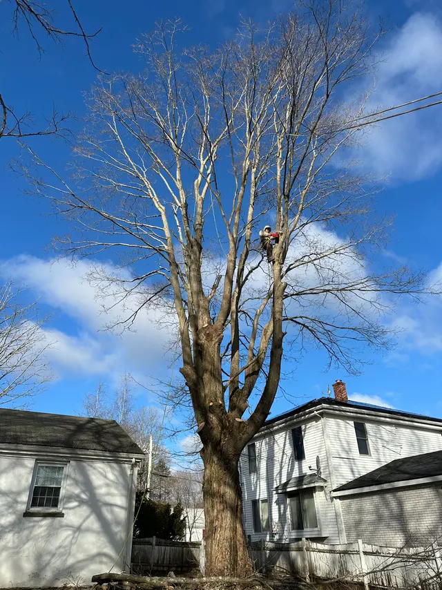 A climber part-way up a large bare maple standing in the narrow gap between two white clapboard houses, tied in below the main union.