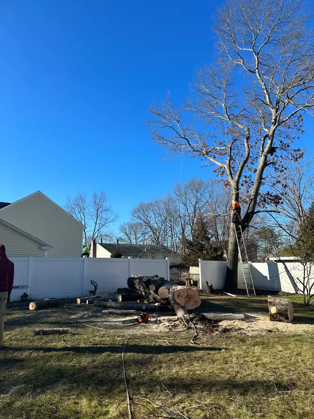 The same tree brought down to its main stem, a climber up the ladder taking the last of it and the cut rounds down on the grass below.
