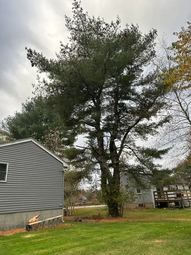 A large white pine standing hard against the back corner of a grey-sided house, its lower limbs reaching in over the roofline.