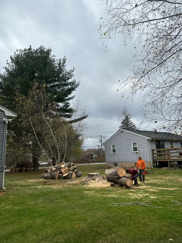 The same back yard once the pine was down, the trunk cut into rounds and stacked clear of the house, with a crew member in hi-vis working through the last of it.